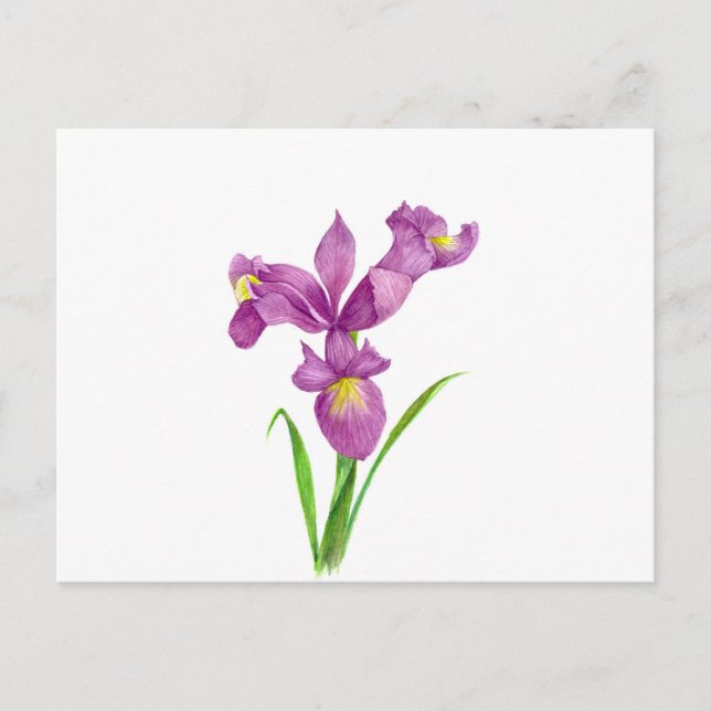 Watercolor Purple Iris Botanical Floral Art Postcard (Front)