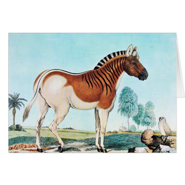Watercolor Quagga (Zebra) Art (Front Horizontal)