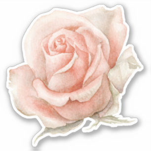 Watercolor Rose Flower Sticker