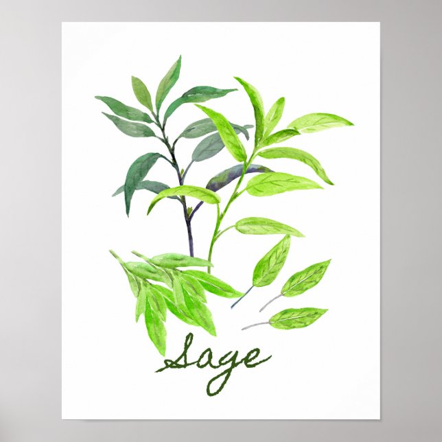 Watercolor Sage Illustration Poster (Front)