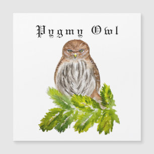 Watercolor Saw Whet Cute Little Owls