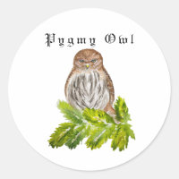 Watercolor Saw Whet Cute Little Owls