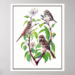 Watercolor Sparrow Birds on Dogwood Art Poster