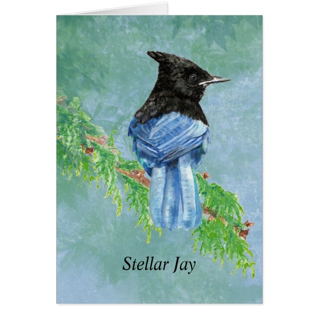 Watercolor Stellar Jay Bird Nature (Front)