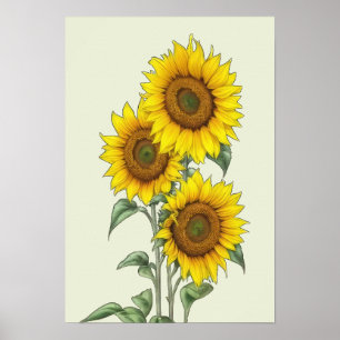 Watercolor Sunflower Poster