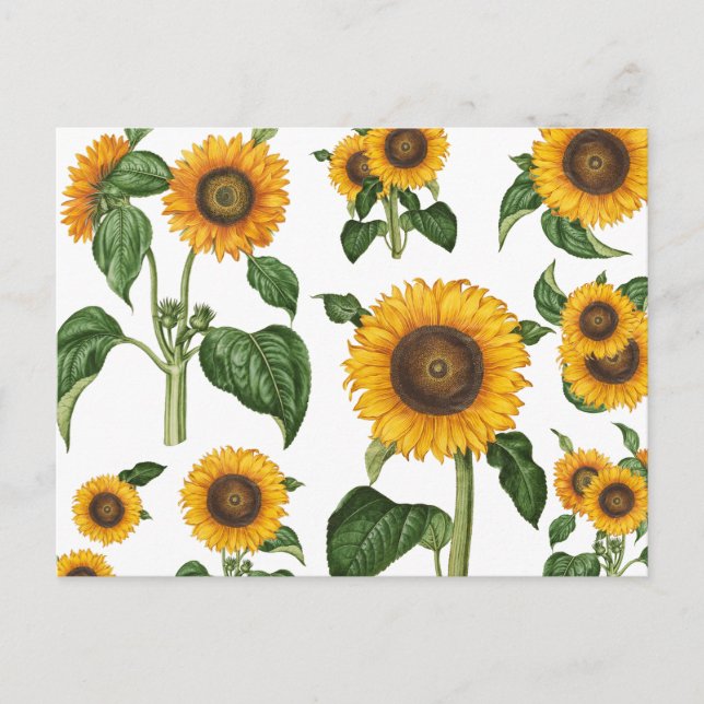 Watercolor Sunflowers Botanical Foliage Greenery Holiday Postcard (Front)