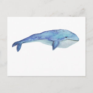 Watercolor Whale Postcard