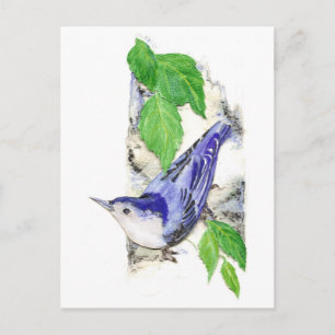 Watercolor White Breasted Nuthatch - Bird Postcard