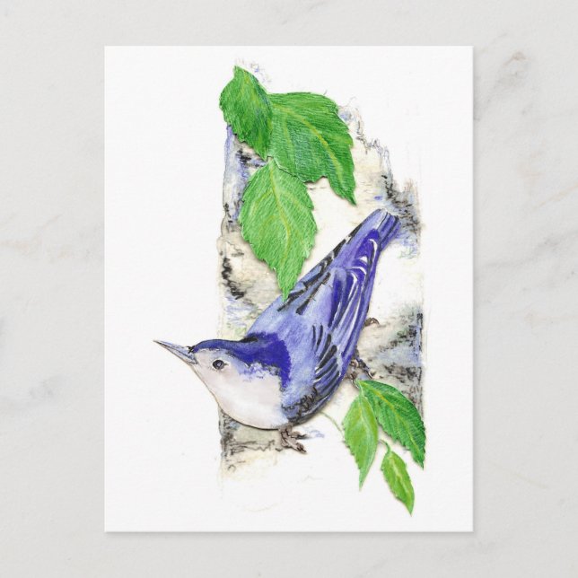 Watercolor White Breasted Nuthatch - Bird Postcard (Front)