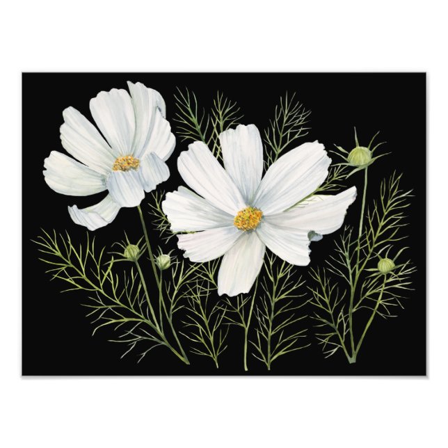 Watercolor White Cosmos Flowers Botanical Painting Photo Print (Front)