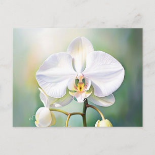 Watercolor White Orchid with Delicate Petals Postcard