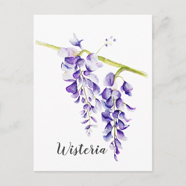 Watercolor Wisteria Botanical Postcard (Front)