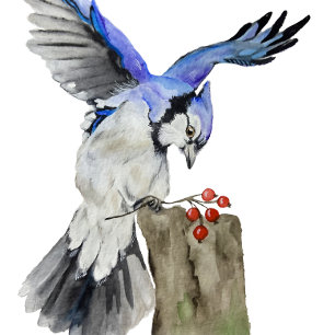 Watercolor woodland bird blue jay canvas print
