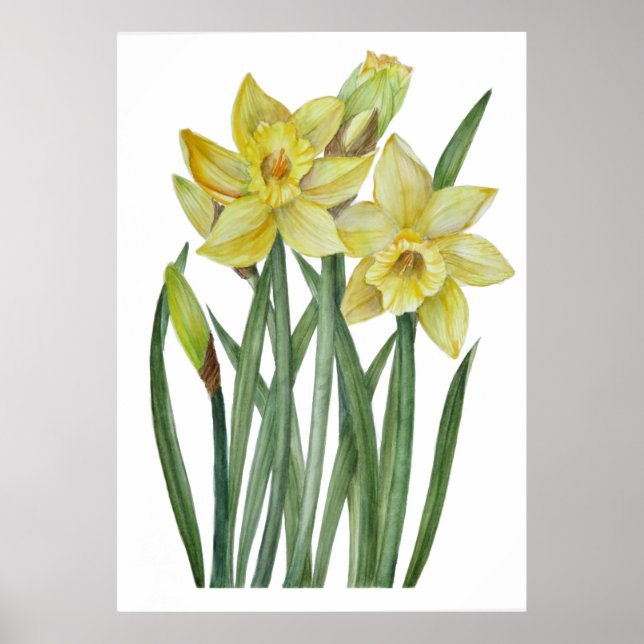 Watercolor Yellow Daffodils Botanical Illustration Poster (Front)