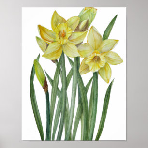 Watercolor Yellow Daffodils Botanical Illustration Poster