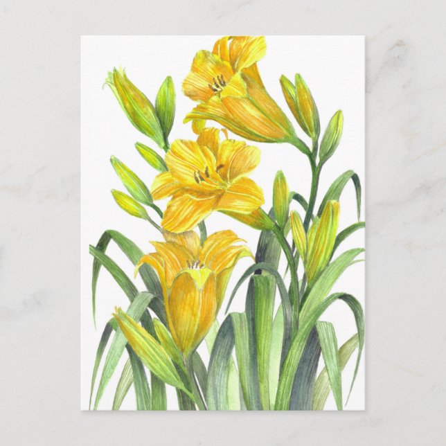 Watercolor Yellow Day Lilies Floral Illustration Postcard (Front)