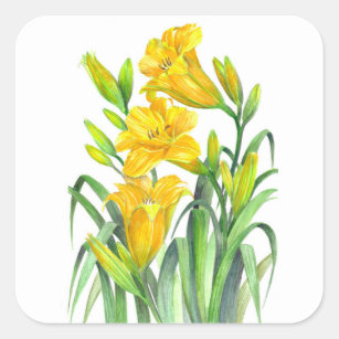 Watercolor Yellow Day Lilies Floral Illustration Square Sticker