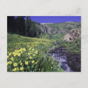 Waterfall and wildflowers in alpine meadow, 2 postcard