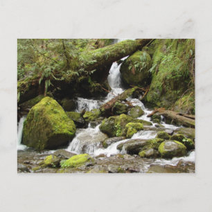 Waterfall at Lake Quinault Postcard