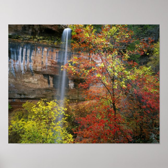 Waterfall, bigtooth maple Acer Poster (Front)