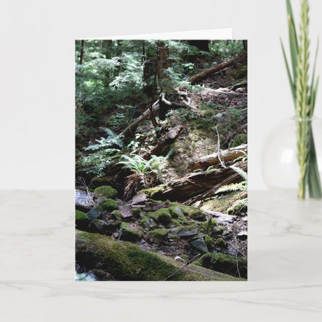 Waterfall Creek, Olympic Mountains, Washington Card (Front)
