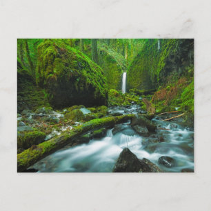 Waterfalls   Grotto Falls, Oregon Postcard