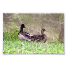 Watergazing Mallard Duck Couple