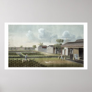 Watering tea plants (w/c on paper) poster