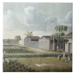 Watering tea plants (w/c on paper) tile