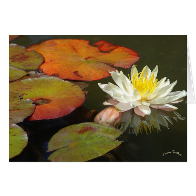 Waterlilies I (Front Horizontal)