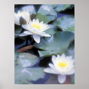 Waterlilies poster