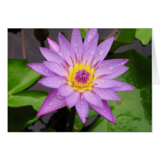 Waterlily