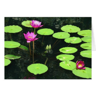 Waterlily 9