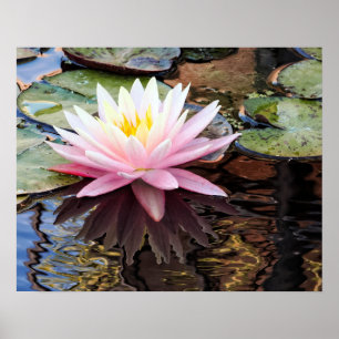 Waterlily at Dawn Poster