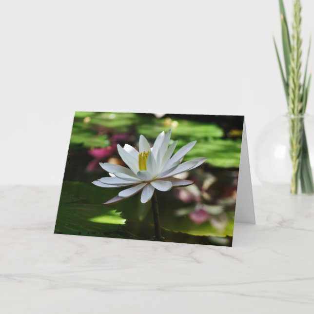 Waterlily - Blank Card (Front)