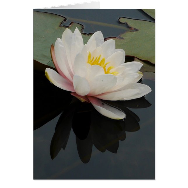 Waterlily Flower Card (Front)