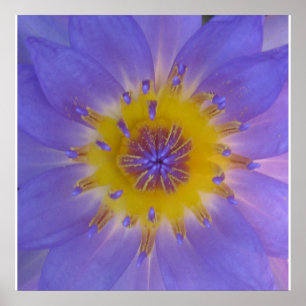 Waterlily happiness poster