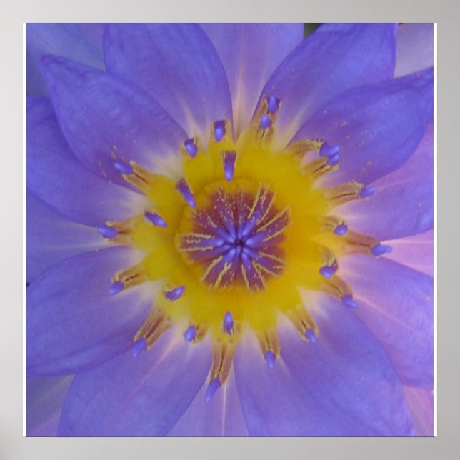 Waterlily happiness poster (Front)