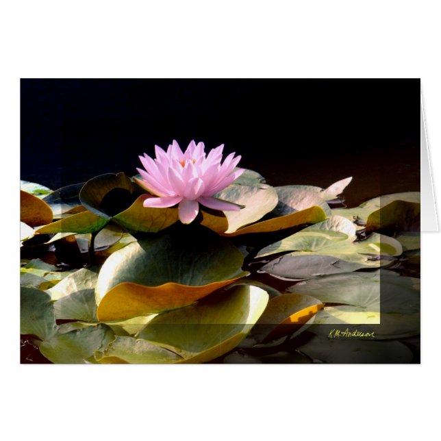 Waterlily Pink I (Front Horizontal)