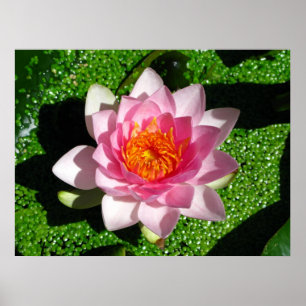 Waterlily Poster