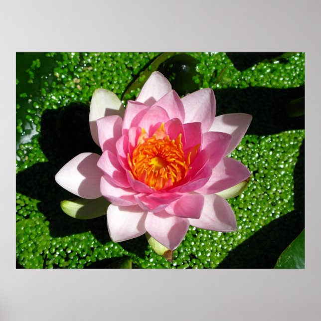 Waterlily Poster (Front)