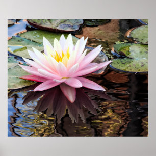 Waterlily Reflections Poster