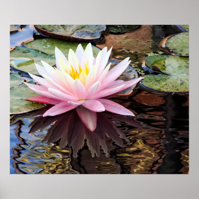 Waterlily Reflections Poster (Front)