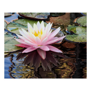 Waterlily Reflections Poster