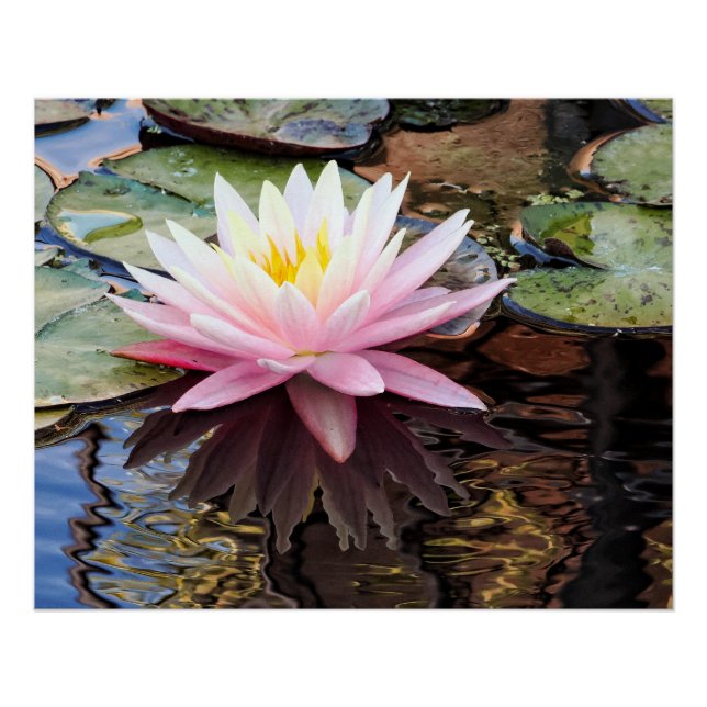 Waterlily Reflections Poster (Front)