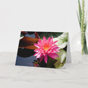 Waterlily Rose II Card
