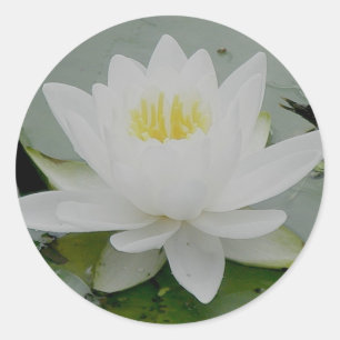 Waterlily Stickers
