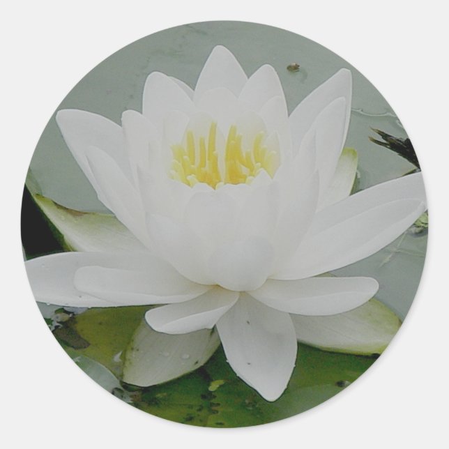 Waterlily Stickers (Front)