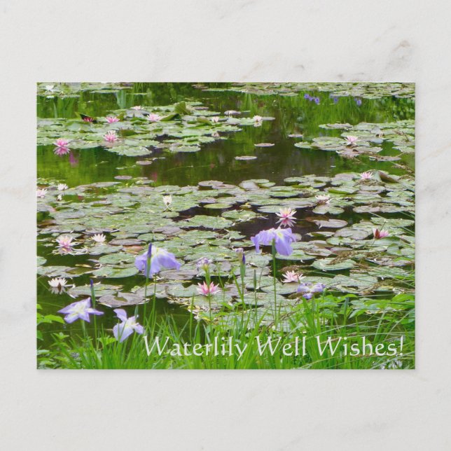 Waterlily Well Wishes! Postcard (Front)