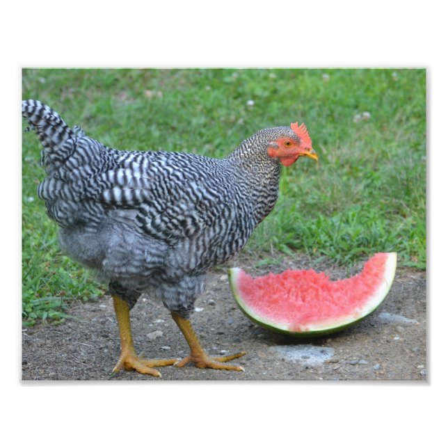 Watermelon Chicken Photo Print (Front)
